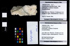 Foto (Objekt + Etikett) von Cycloprosopon sp.  (NHMW-GEO-1990-0041-2786)